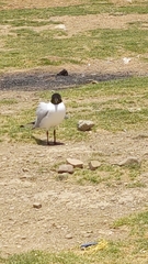 Chroicocephalus serranus