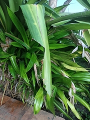 Agave fourcroydes