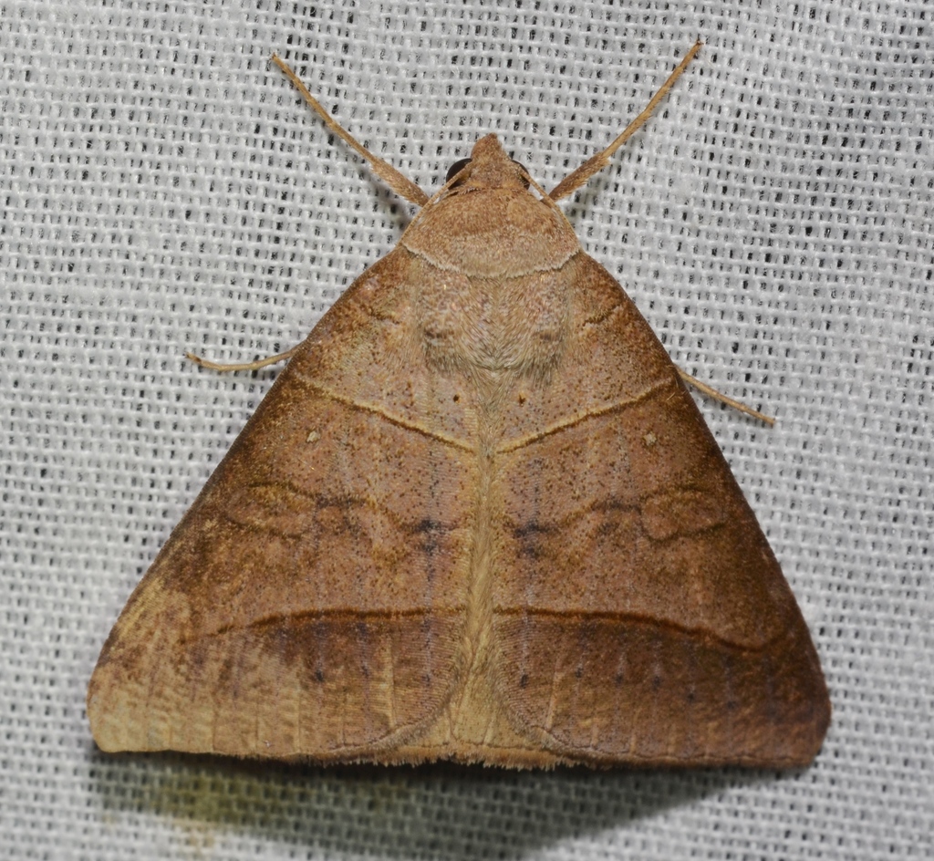 Texas Mocis Moth