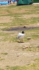 Chroicocephalus serranus