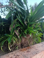 Agave fourcroydes