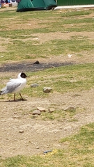 Chroicocephalus serranus