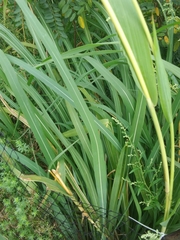 Tripsacum dactyloides