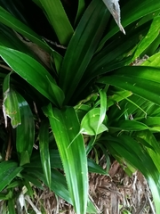 Agave fourcroydes