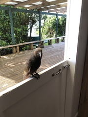 Nestor meridionalis septentrionalis