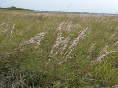 Schizachyrium littorale