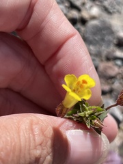 Erythranthe floribunda