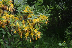 Rhododendron luteum