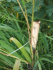 Tripsacum dactyloides