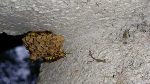 Mischocyttarus basimacula image