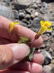 Erythranthe floribunda