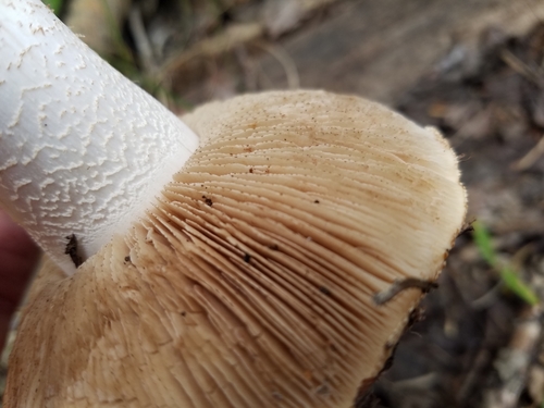 Hebeloma megacarpum image
