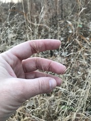 Agrostis perennans