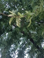 Tamarindus indica