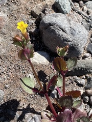 Erythranthe floribunda