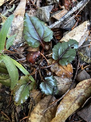 Veronica californica