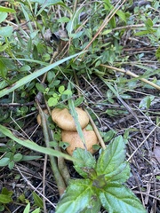 Suillus salmonicolor