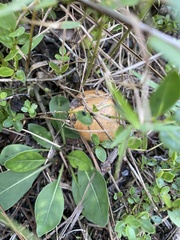 Suillus salmonicolor