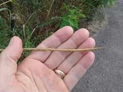 Tripsacum dactyloides