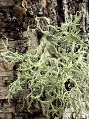 Ramalina subleptocarpha