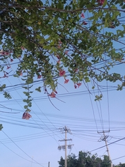 Allamanda blanchetii