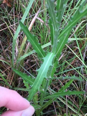 Cirsium lecontei