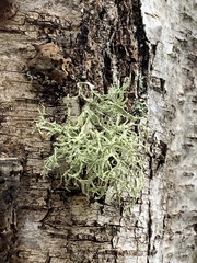 Ramalina subleptocarpha