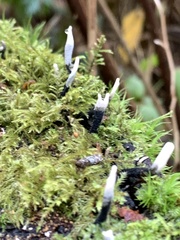Xylaria hypoxylon