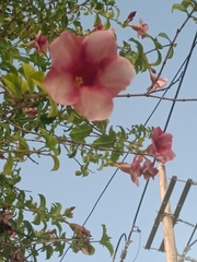 Allamanda blanchetii