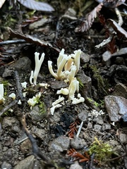 Clavulina coralloides