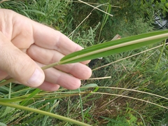 Tripsacum dactyloides