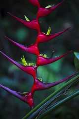 Heliconia