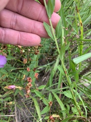 Lythrum alatum lanceolatum
