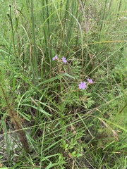 Lythrum alatum lanceolatum