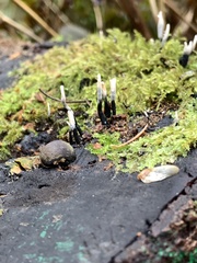 Xylaria hypoxylon