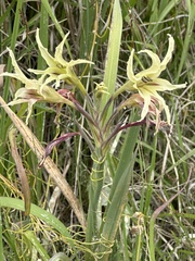 Gladiolus undulatus