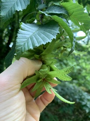 Carpinus betulus