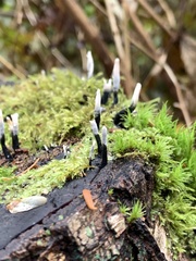 Xylaria hypoxylon