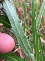 Cirsium lecontei