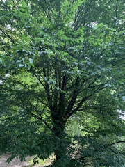 Carpinus betulus