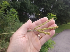 Tripsacum dactyloides