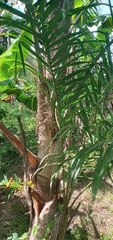 Bactris gasipaes