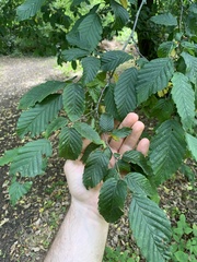Carpinus betulus