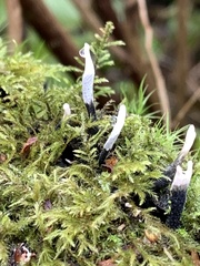 Xylaria hypoxylon