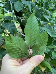 Carpinus betulus