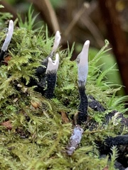 Xylaria hypoxylon