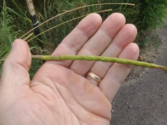 Tripsacum dactyloides