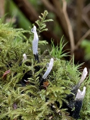 Xylaria hypoxylon