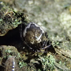 Euryopis funebris