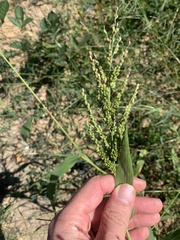Urochloa ramosa